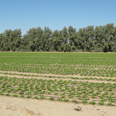 Pierfrancesco De Simone - Wafra Golf Farm